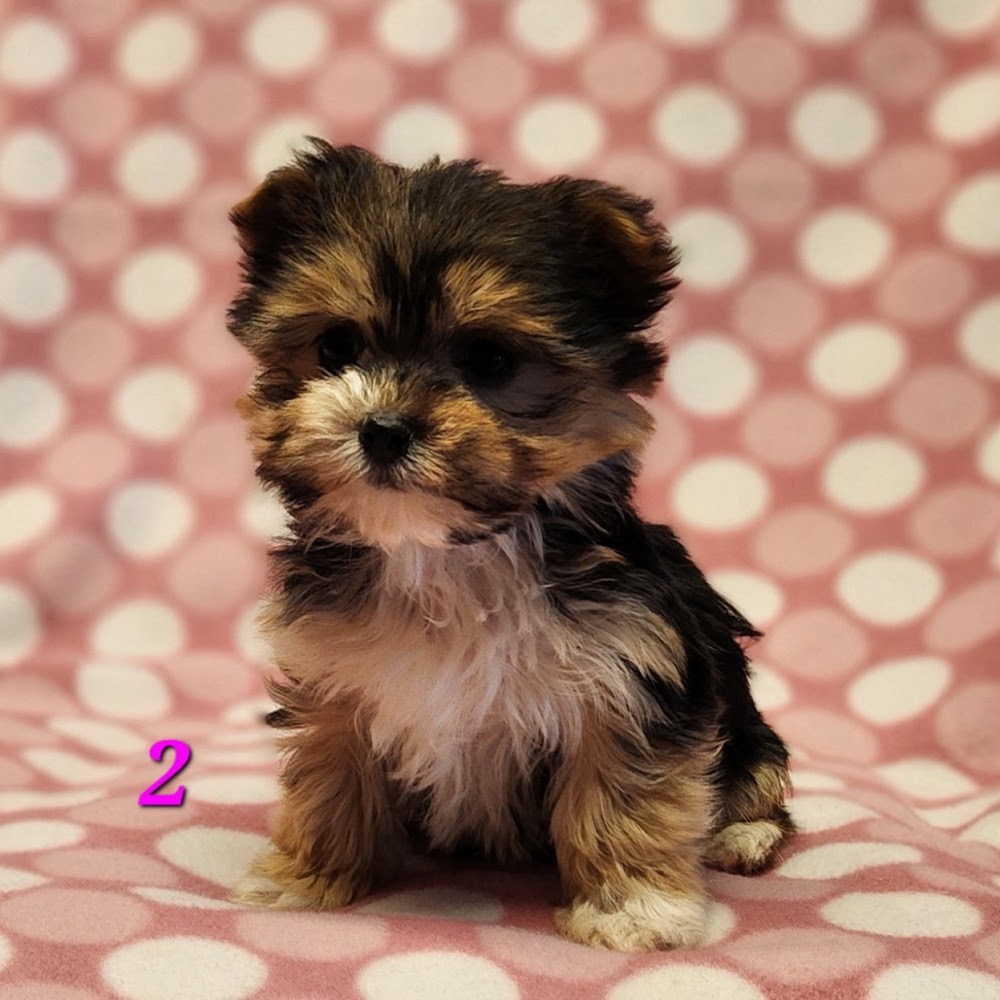 puppy home match photos