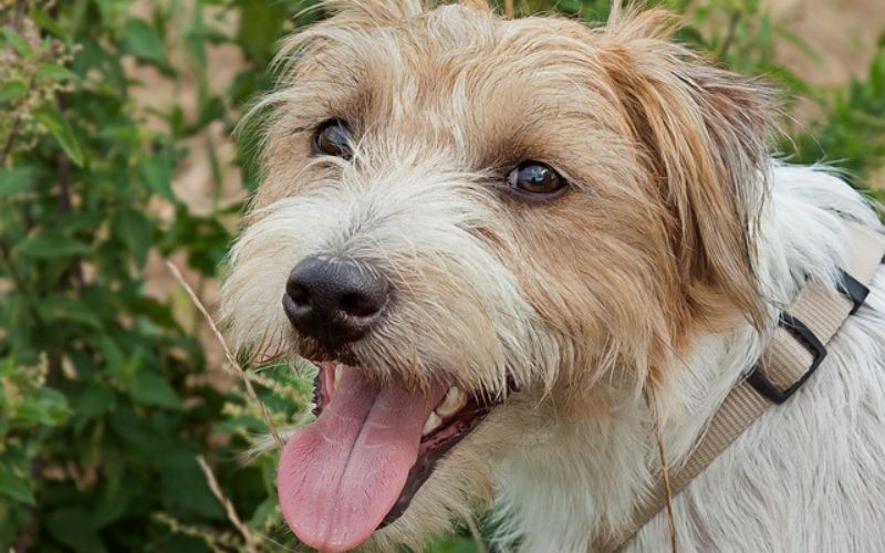 medium scruffy dog breeds