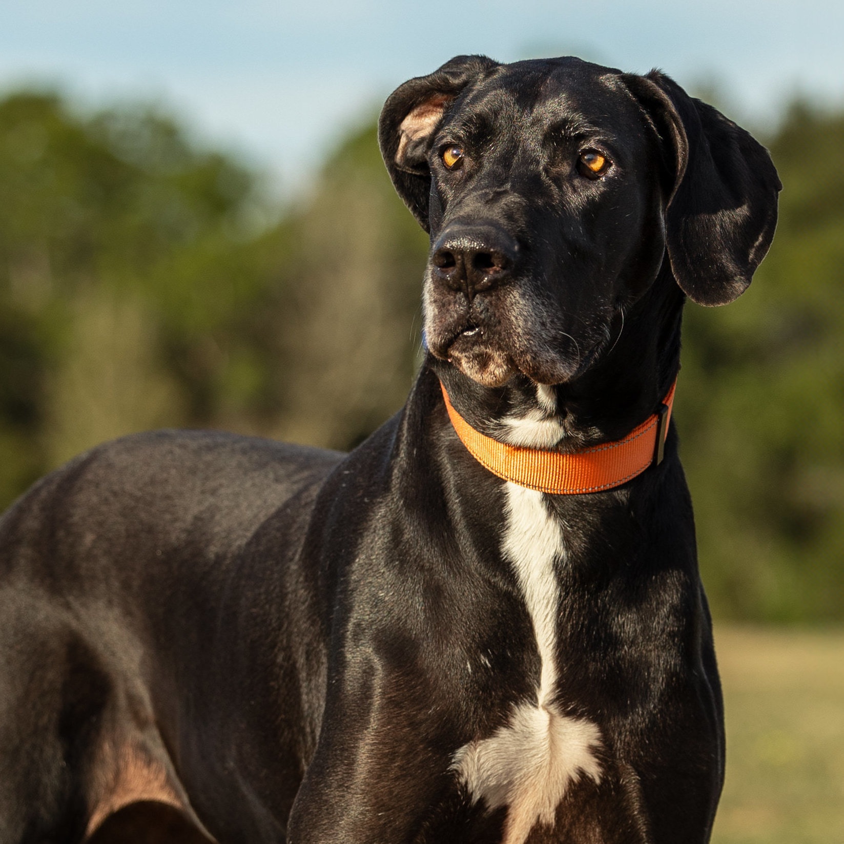great dane rescue florida