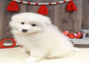 dogs and puppies for sale