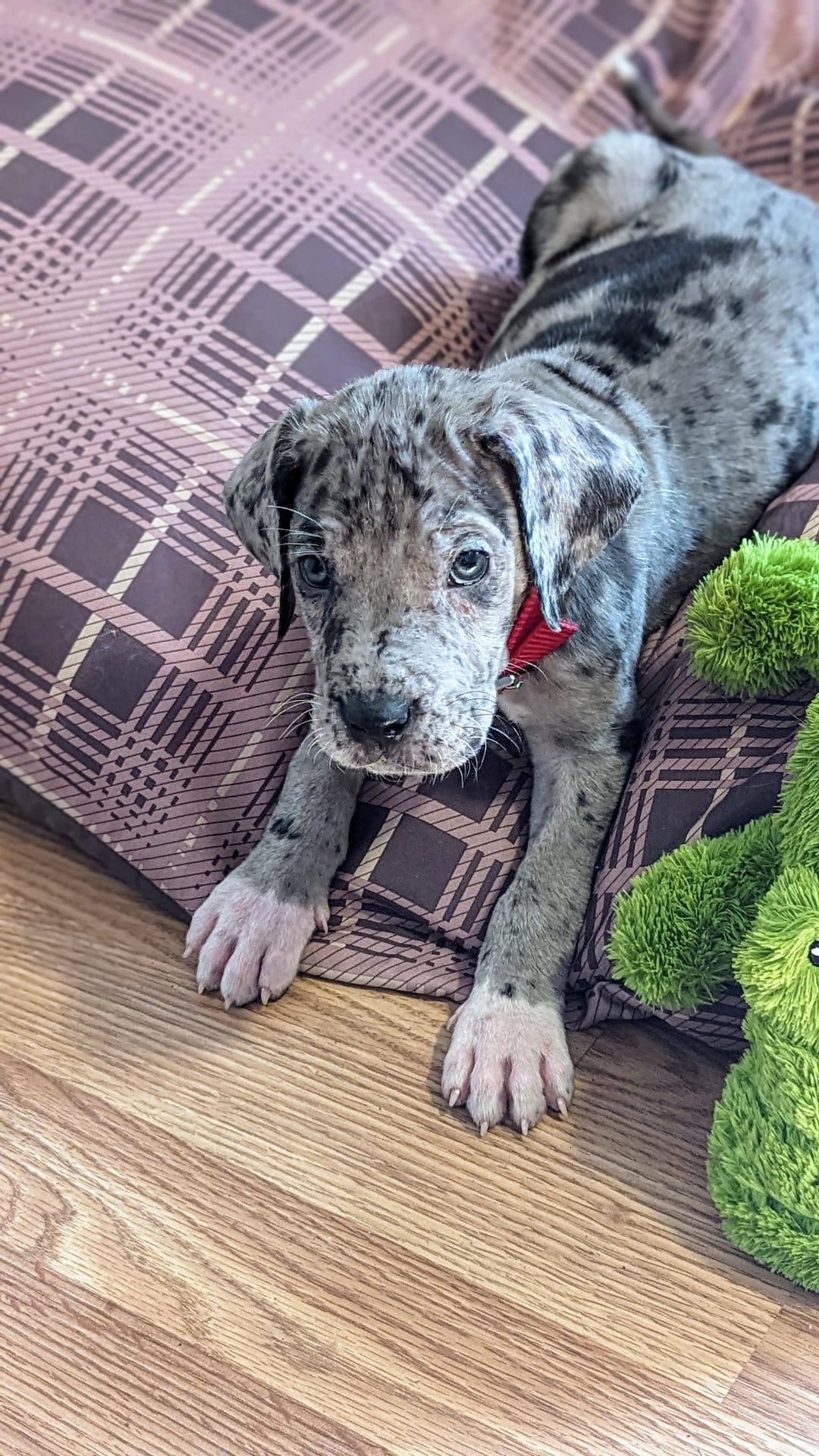 merle great dane puppy