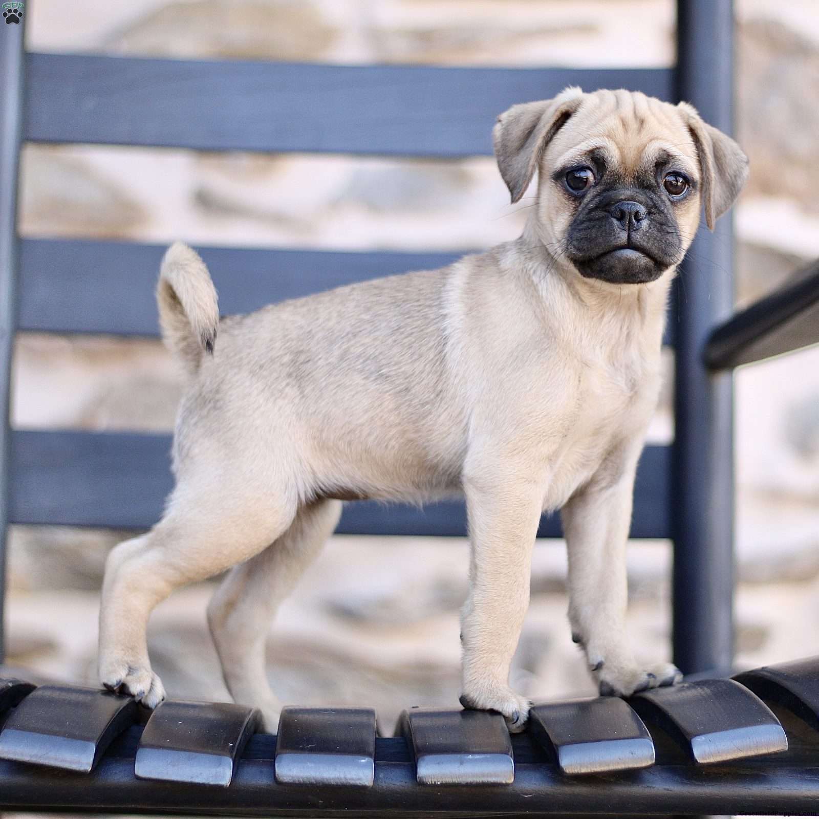 pug mixes for sale