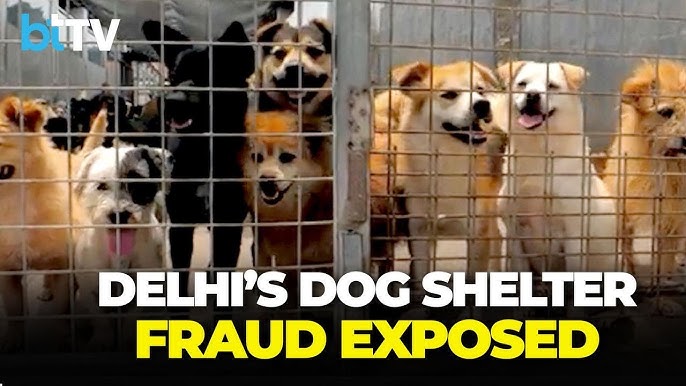 pet shelters in delhi