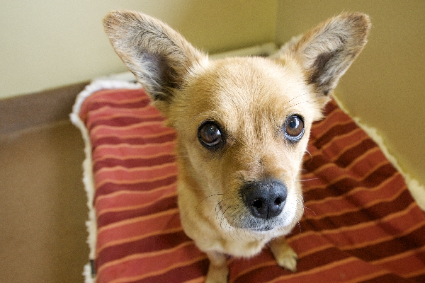 pet adoption in chicago