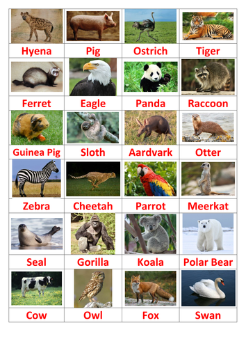 name the animal quiz