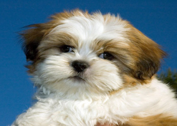 pet stores in ohio that sell puppies