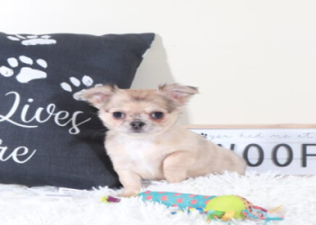 where can you buy dogs online