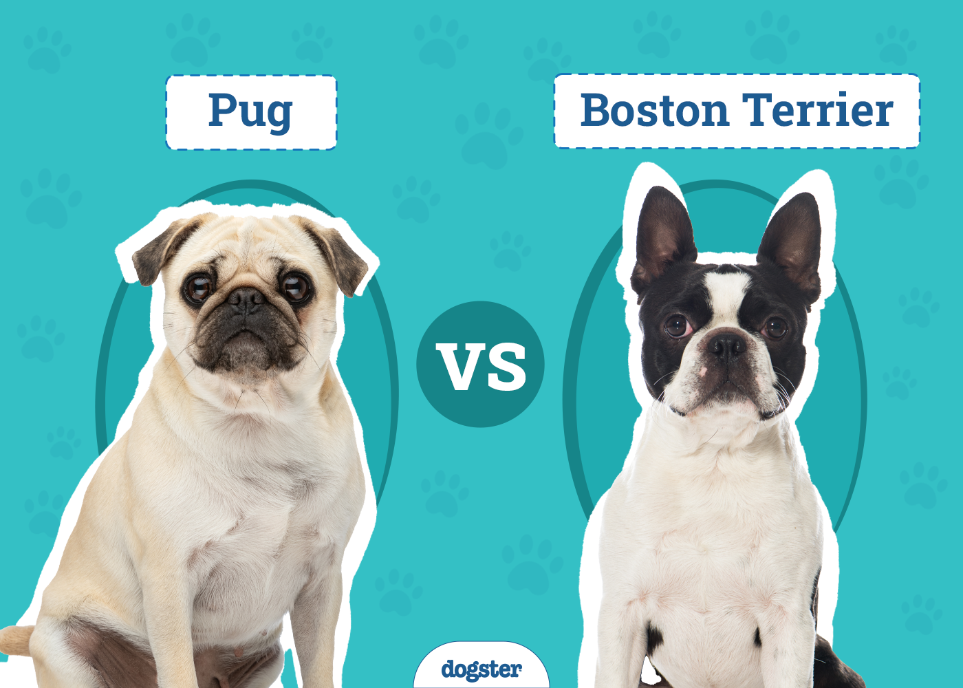 pug vs boston terrier