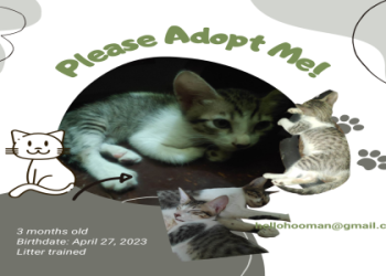 free adopt me pet