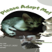 free adopt me pet