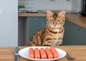 cat with sausage