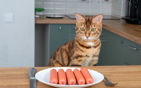 cat with sausage