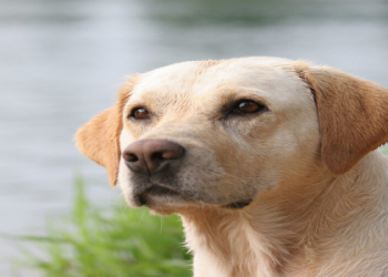 labrador retriever rescue of florida inc