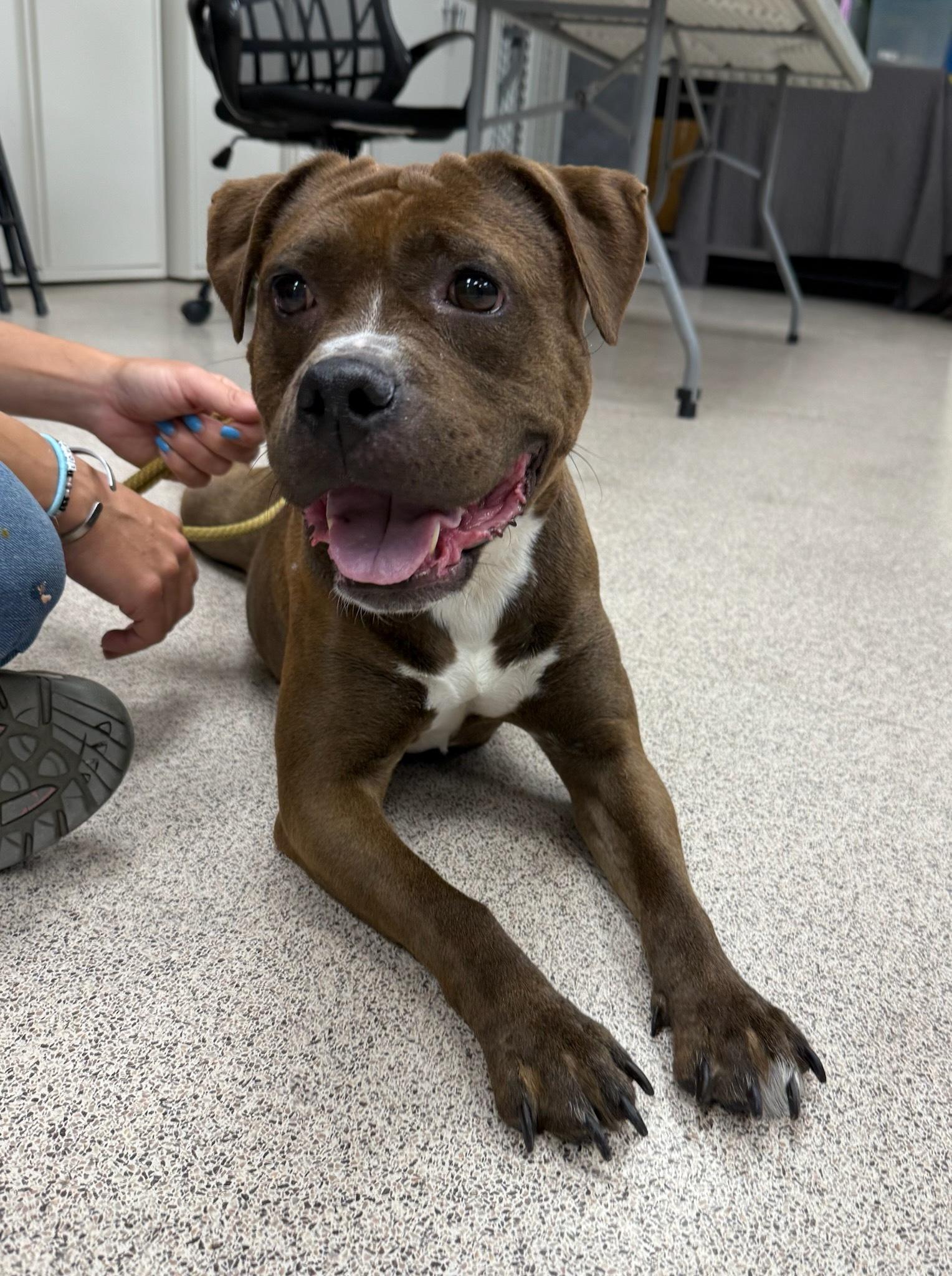 bergen county animal shelter petfinder