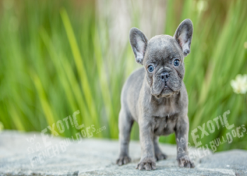 exotic english bulldogs