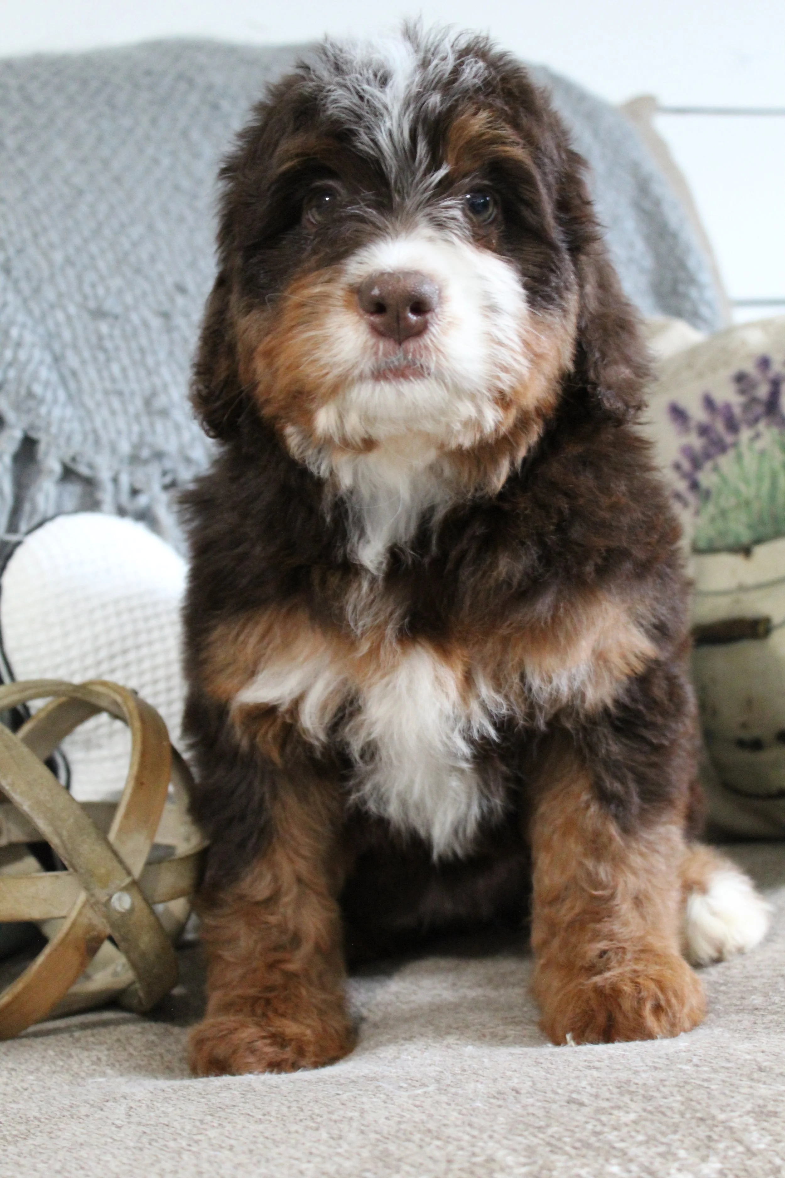 new england bernedoodle