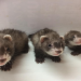 how much do ferrets cost at petco