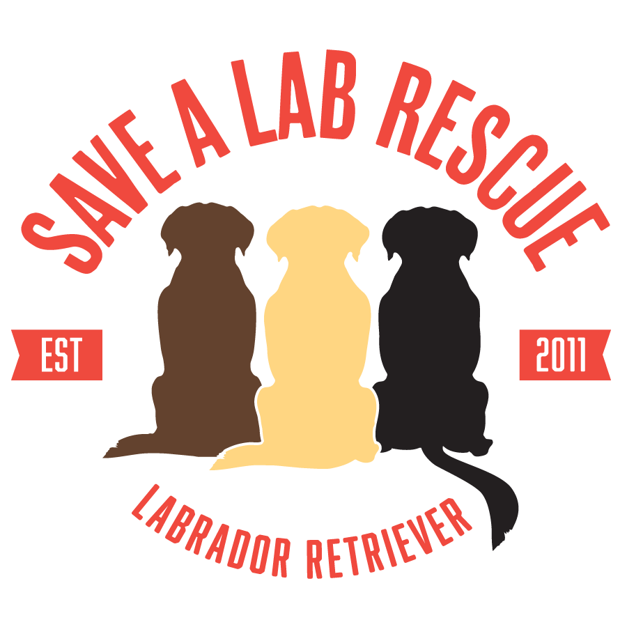 labrador retriever rescue near me