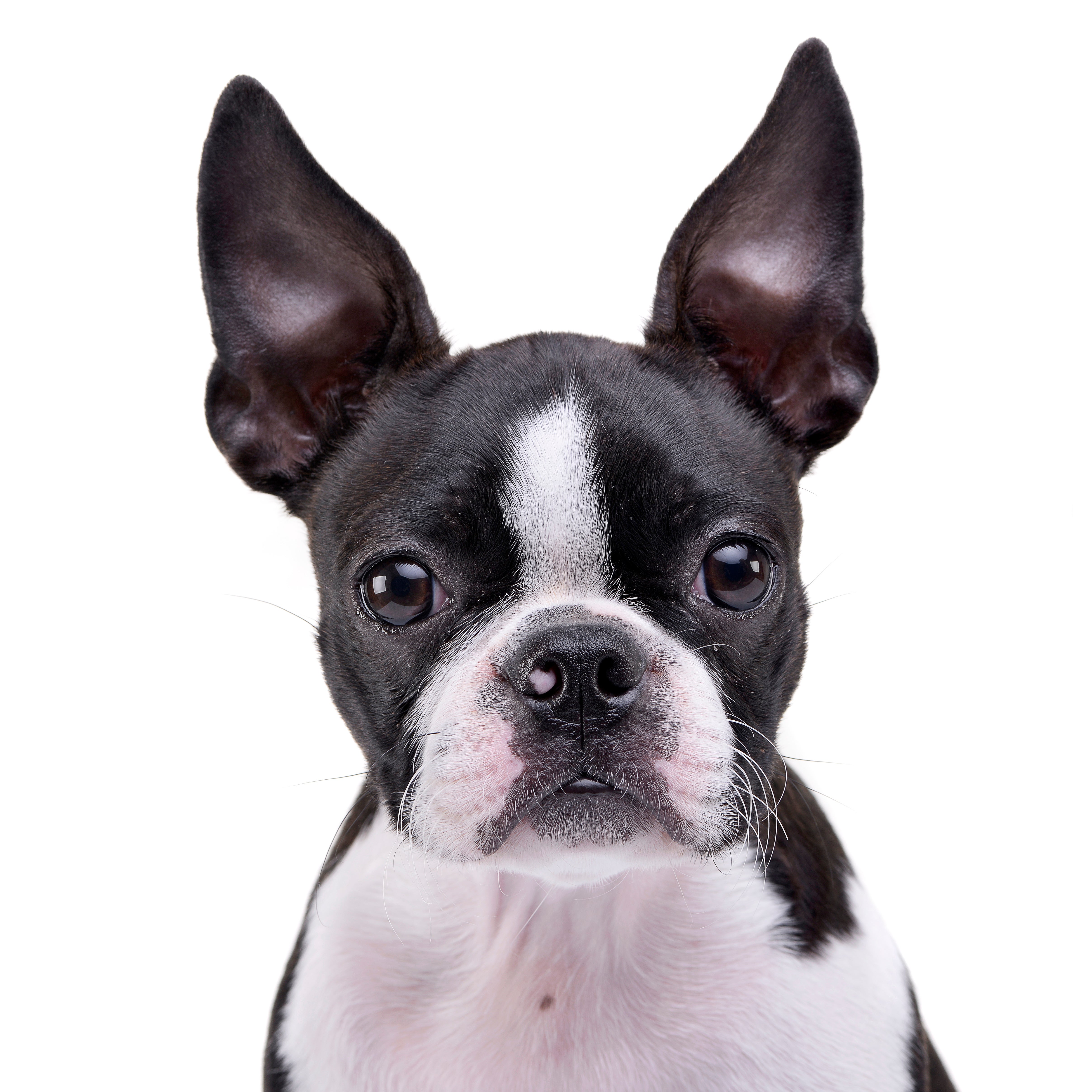 boston terrier puppy for sale near me