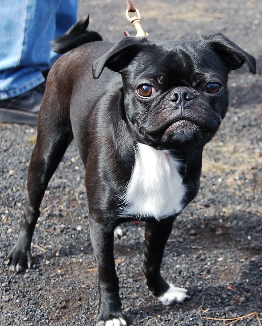pug boston terrier mix