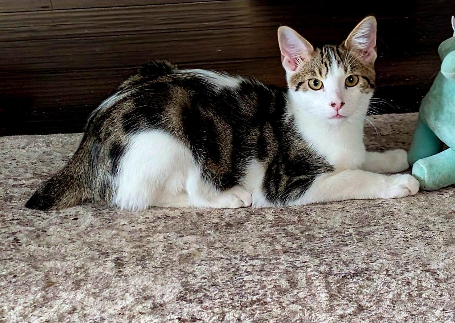 petfinder melbourne fl