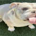 english bulldog puppies california