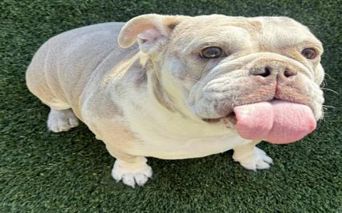 english bulldog puppies california