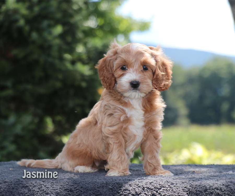 cockapoo puppies in pa