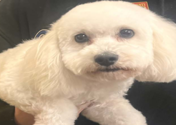 bichon frise near me for sale