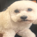 bichon frise near me for sale