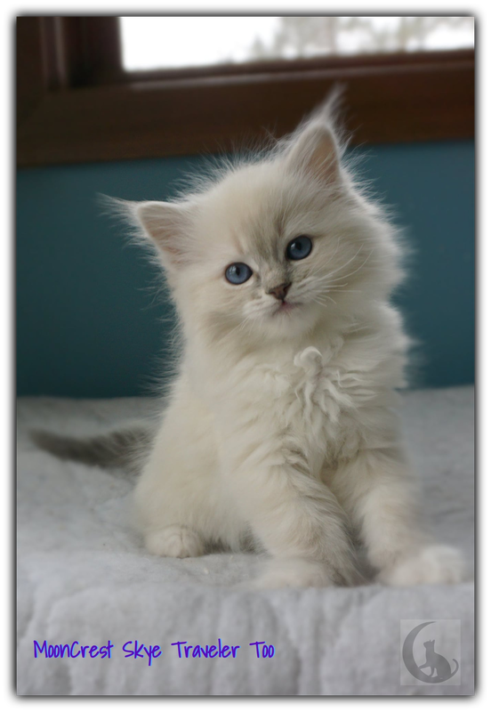 adopt a ragdoll kitten near me