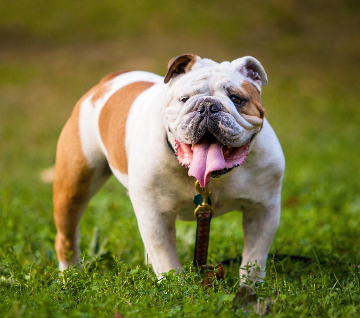 english bulldog puppies for sale in pa