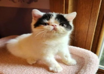 exotic domestic cats for sale