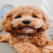 bichon frise cockapoo mix