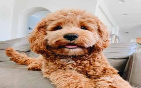 bichon frise cockapoo mix