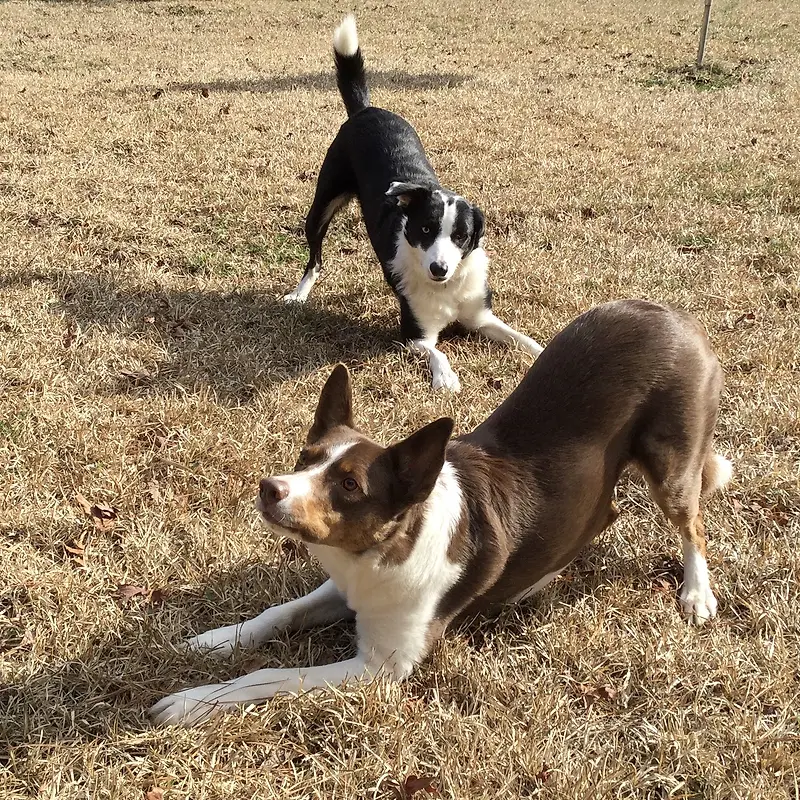 north carolina collie rescue