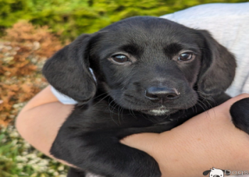 jack russell and labrador
