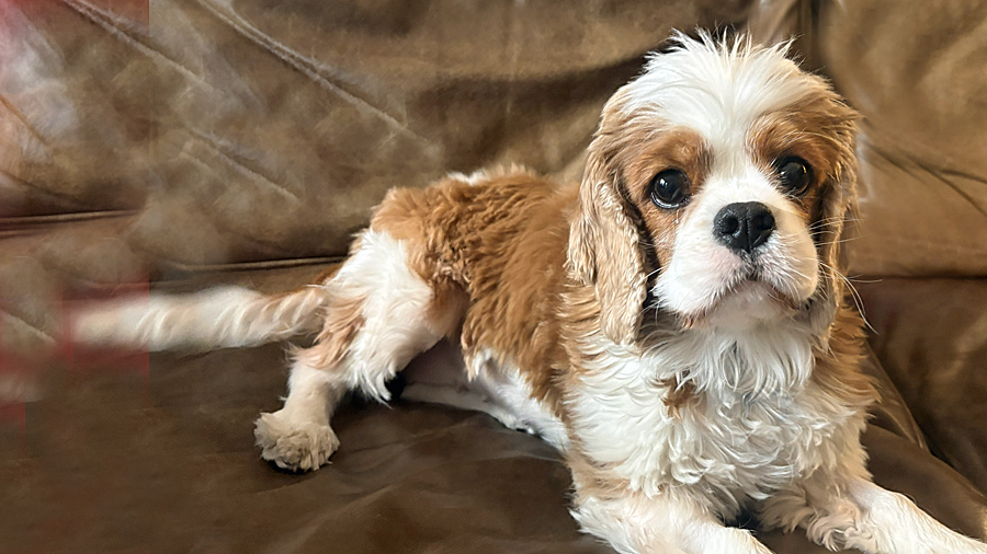 cavalier king charles spaniel rescue usa