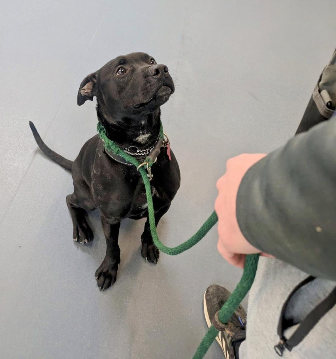 petfinder binghamton