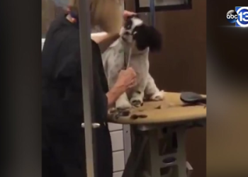 petsmart long island