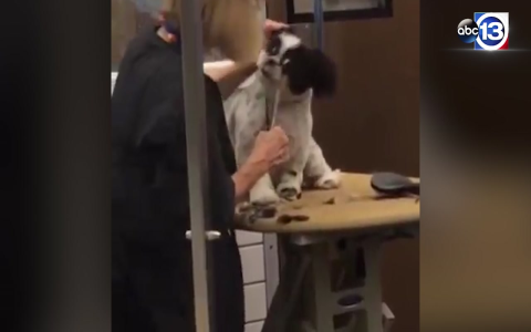 petsmart long island