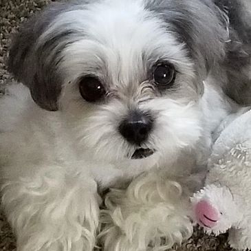 shih tzu rescue indiana
