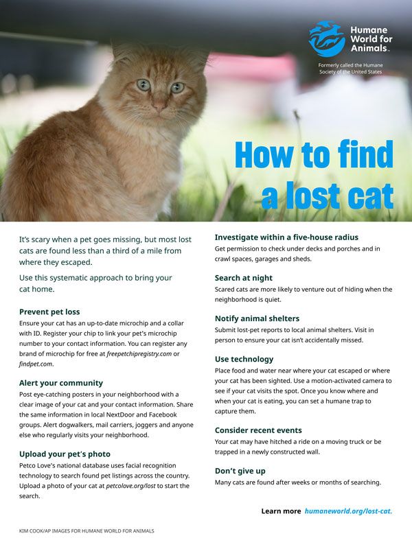 lost cat finder near me