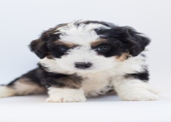 bernedoodle vs goldendoodle
