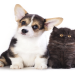 cat puppy