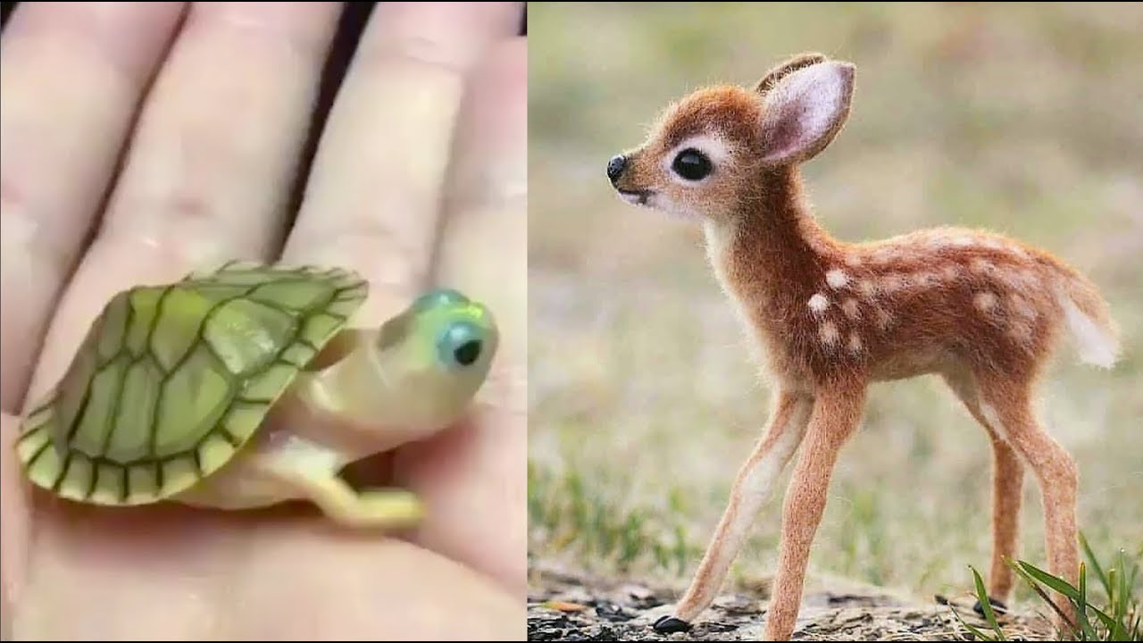 cute baby animal