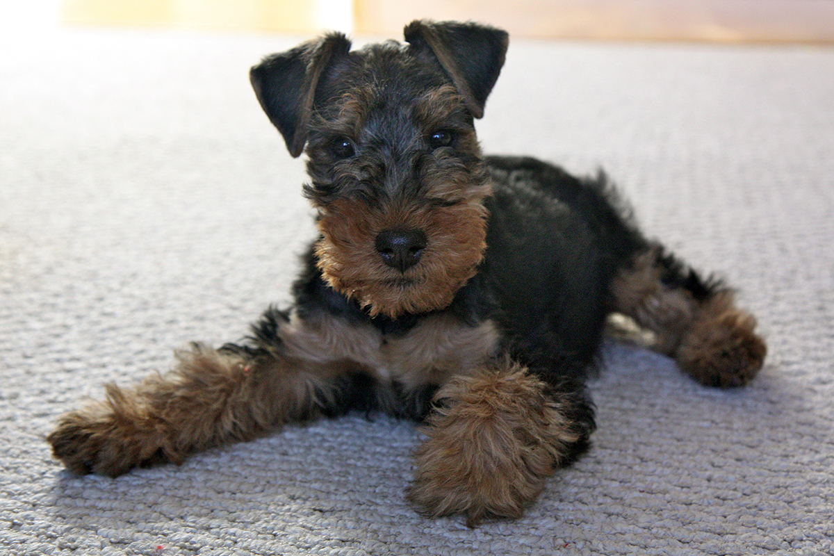 welsh terrier pups for sale