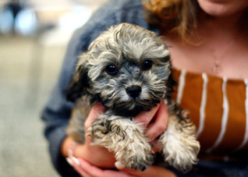 golden retriever mix shih tzu