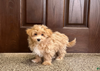 maltipoo tennessee