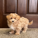 maltipoo tennessee